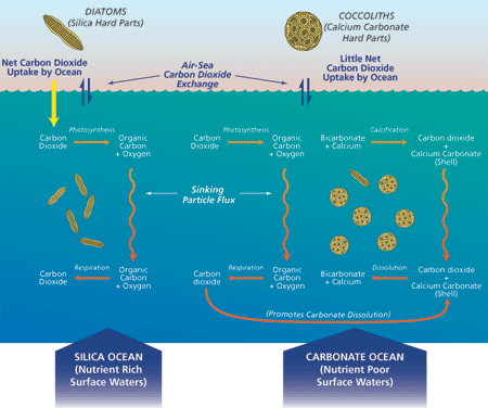 Ocean Plankton Found To Consume 2X More Carbon - Pasture Partners